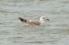 Caspian Gull at Westcliff Seafront (Steve Arlow) (97139 bytes)